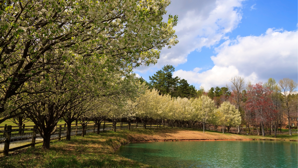 5 Compelling Reasons to Reconsider Planting a Bradford Pear Tree ...