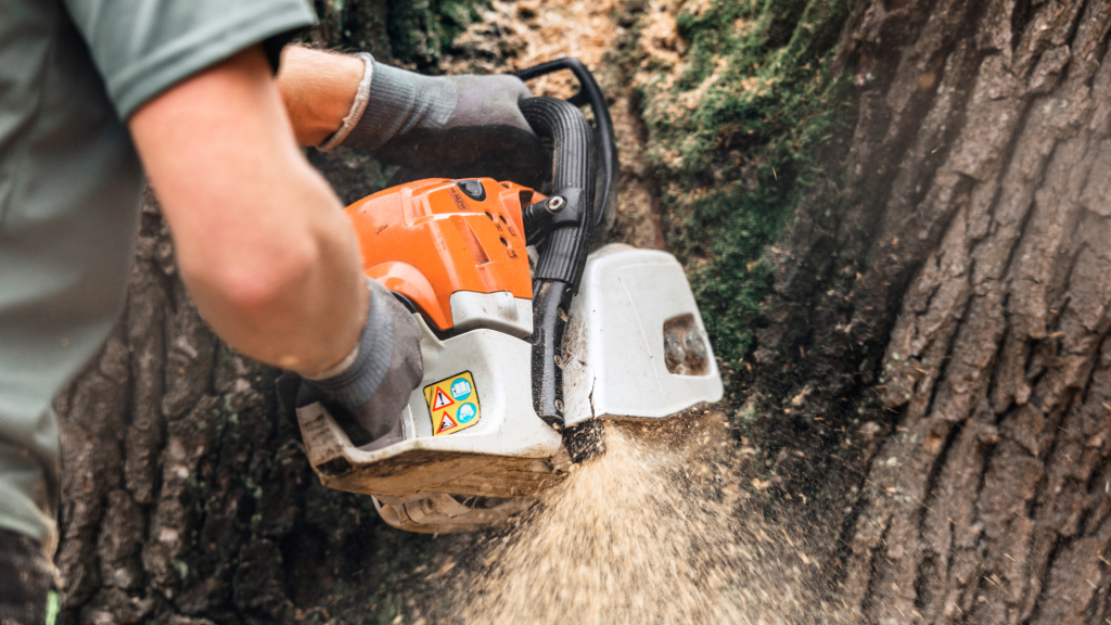 6 Reasons To Hire A Certified and Trained Tree Service - Kilmurry Tree ...